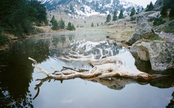 Mont