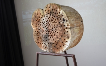 Nid d'abeilles