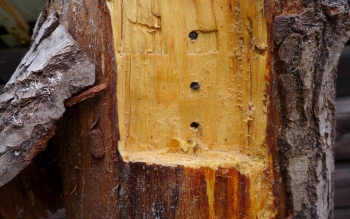 Nid d'abeilles