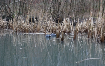 Poule d'eau